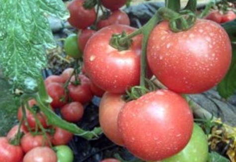 Tomatenbüsche Pink Claire