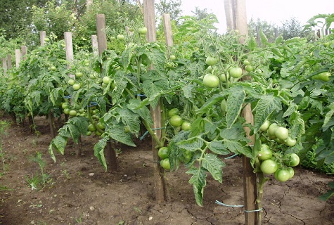 rajčata na zahradě 