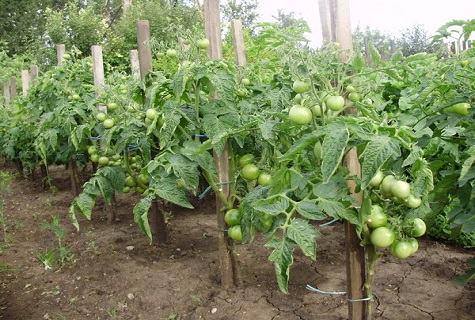 tomatoes in the garden 