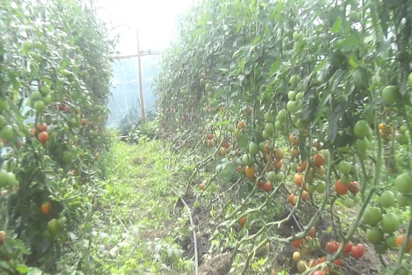 Plyushkin rajčata
