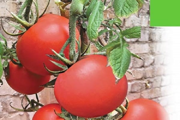 rajčatový dárek