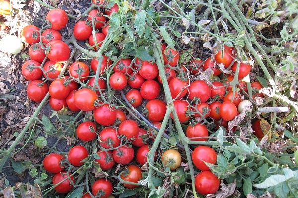 tomate amadurecendo