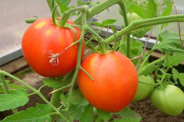 tomato crumpet