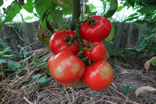 manzana del paraiso