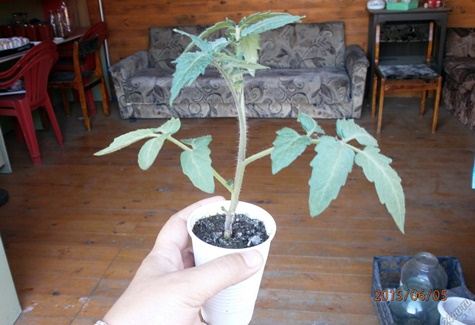 tomato seedlings Nastya Siberian