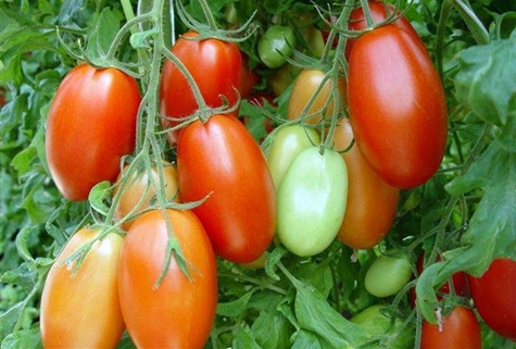 Tomate roma en el jardín.