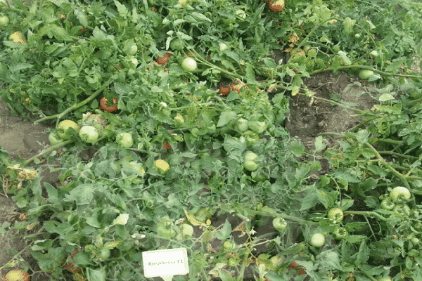 round fruits