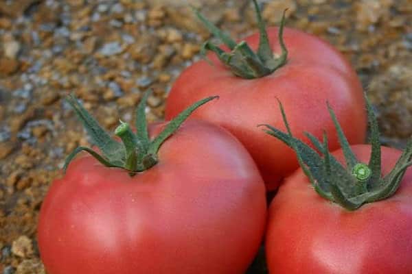 Tomate Roseanna