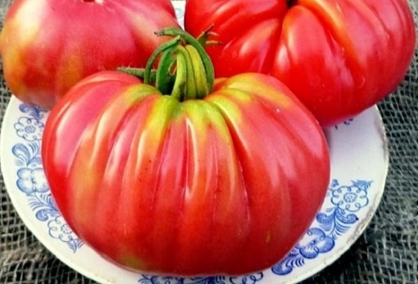 Rosamarin pound rajče na talíři