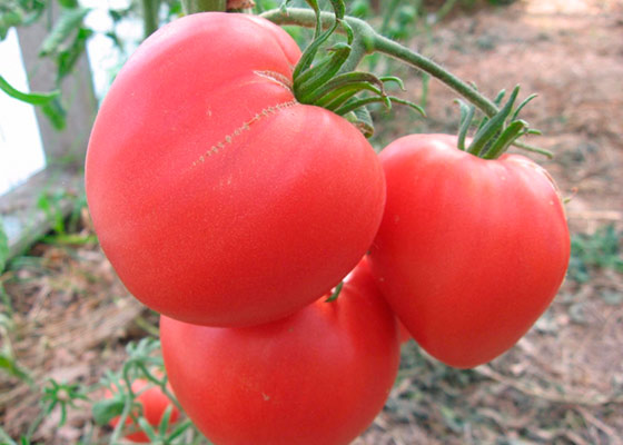 Rosa Herztomate im Garten