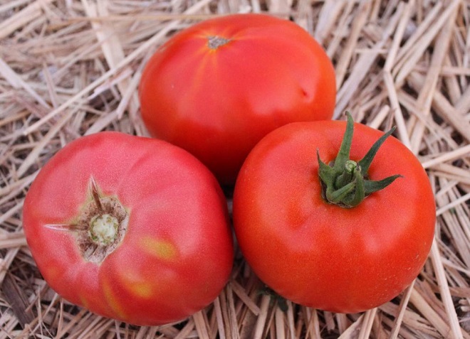 pomodoro titanico rosa su fieno