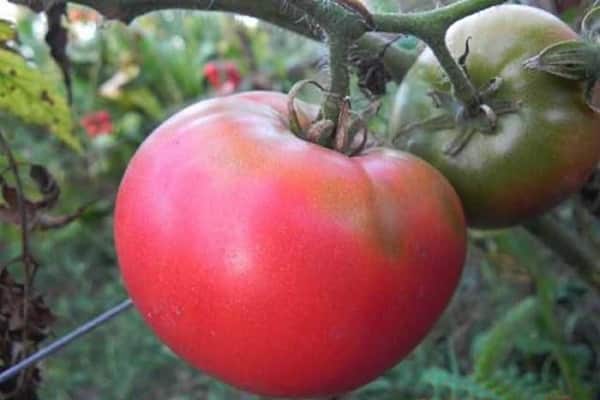 tomàquets de fruita gran