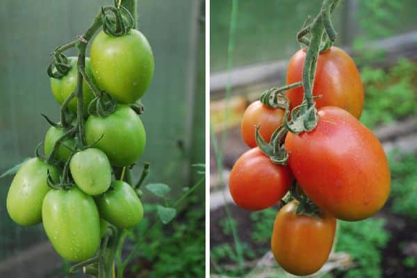 Tomates vertes