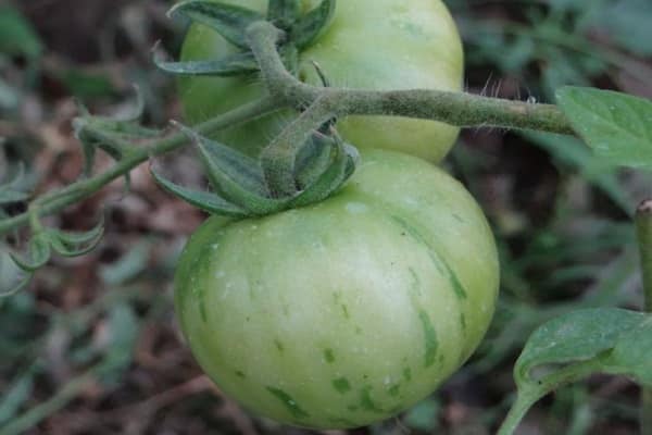 tomatoes make me happy 