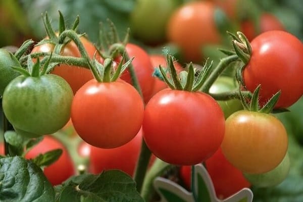 grow on the balcony