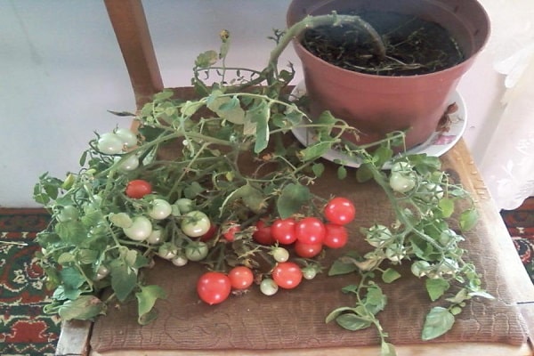 ripening fruits