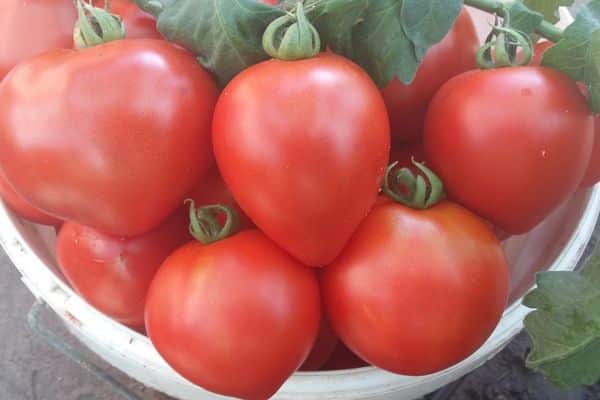 Reife Tomaten