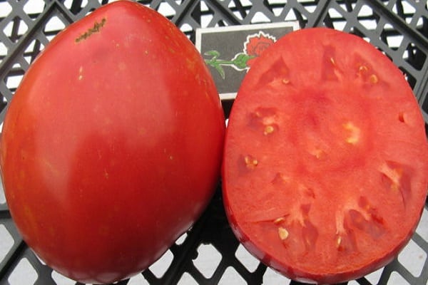 tomaterna är alla jämna