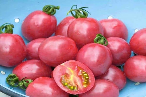 raně dozrávající rajčata