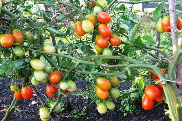 tomates à maturation précoce