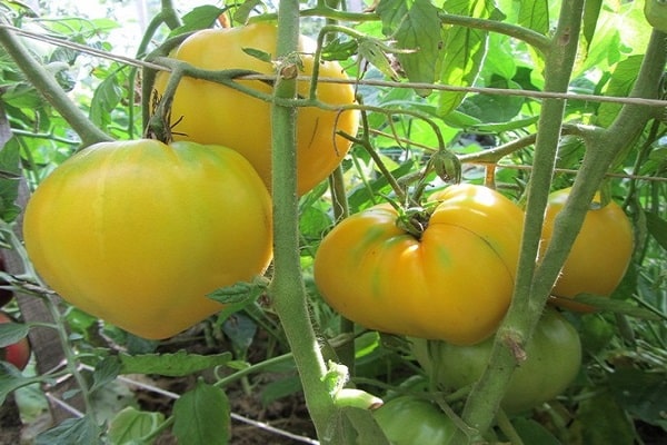 pourriture des fruits