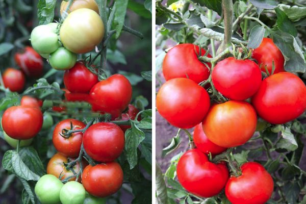 Tomates en soportes