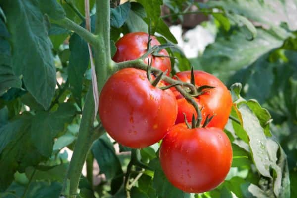 Tomaten-Samurai im Freiland