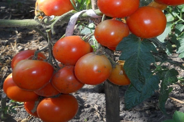 variety seeds