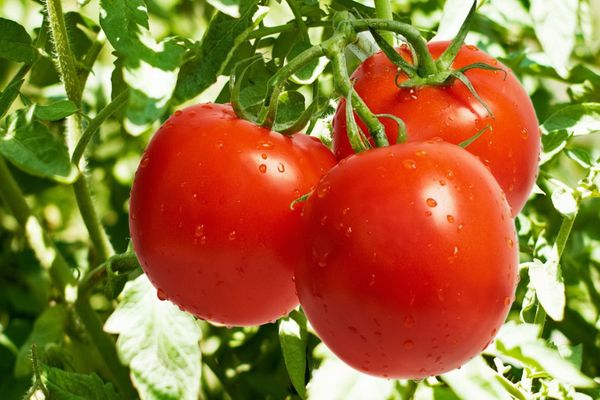 Ripe tomatoes