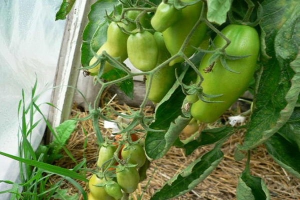 belleza del tomate