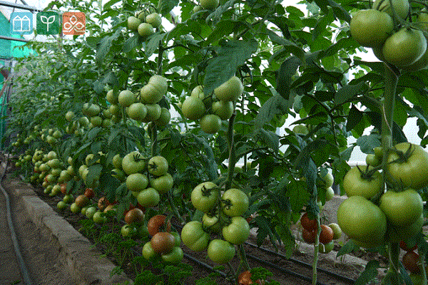 плијевљење корова