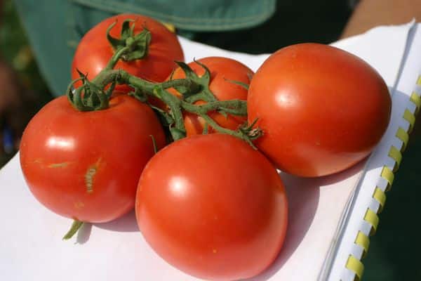 hitsura ng kamatis Vostok