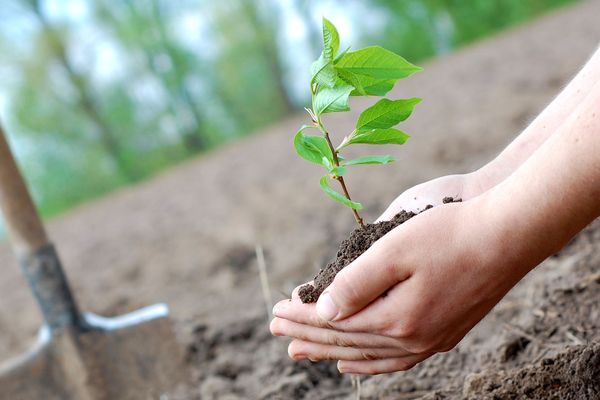 Planting tomatoes