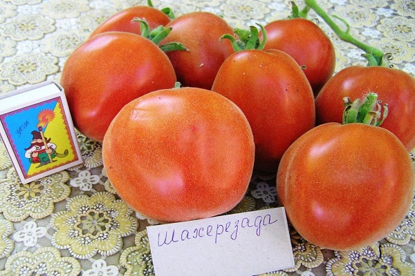 Šeherezáda rajče