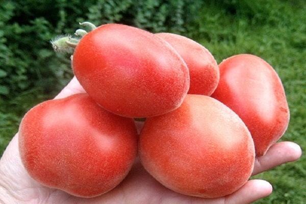 rajčata-broskve
