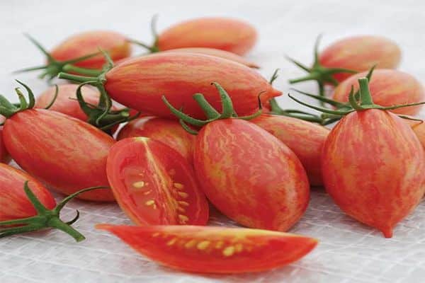 caractéristiques de la variété de tomate