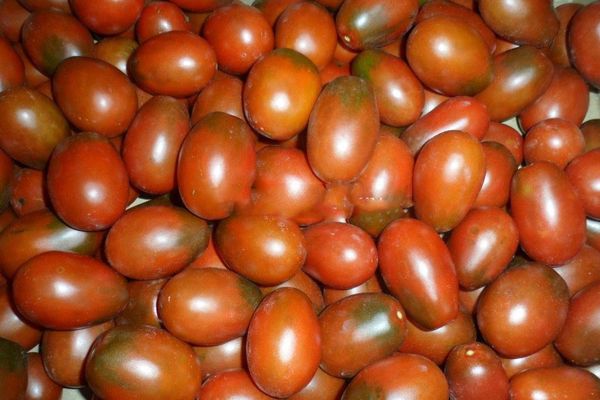 Tomatenernte