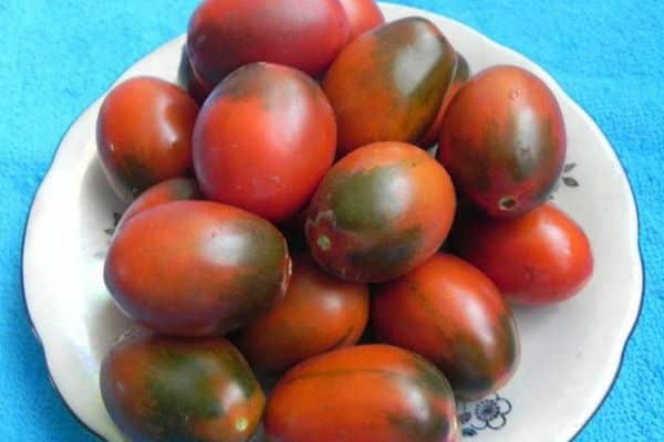 Hybrid tomatoes