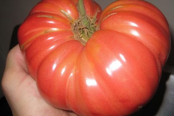 Large tomato