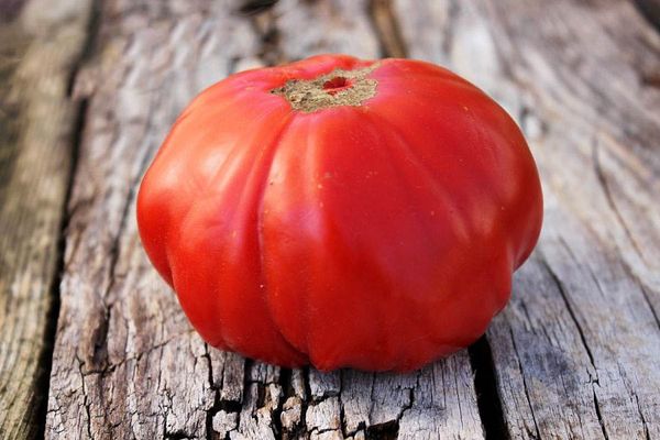 Ripe tomato