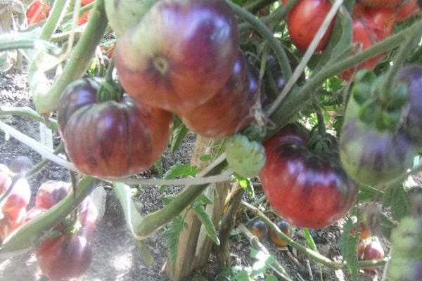 whole fruit canning