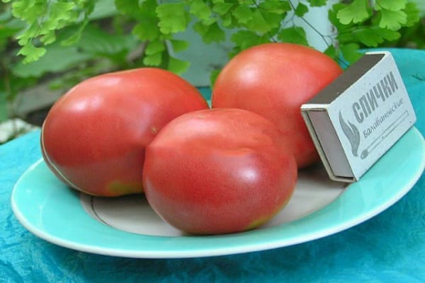 roztomilé rajče