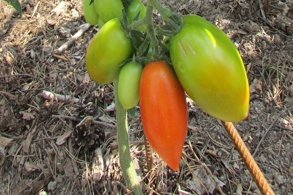 cà chua Sicilia