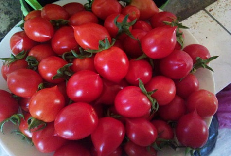 Charakteristika a popis odrůdy rajčat Sweet Kiss, její výnos