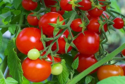 frutas de tomate