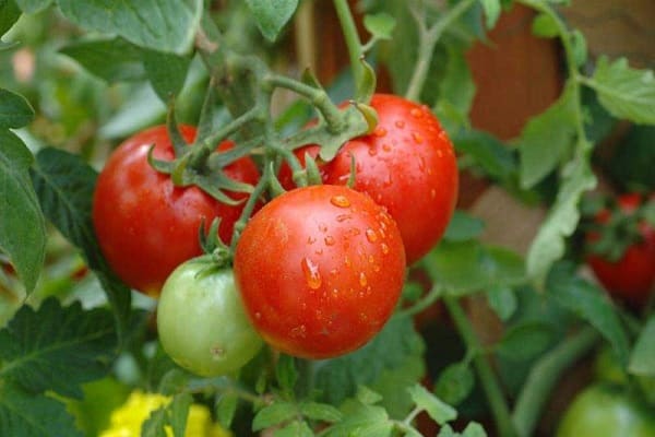 Beschreibung der Tomate