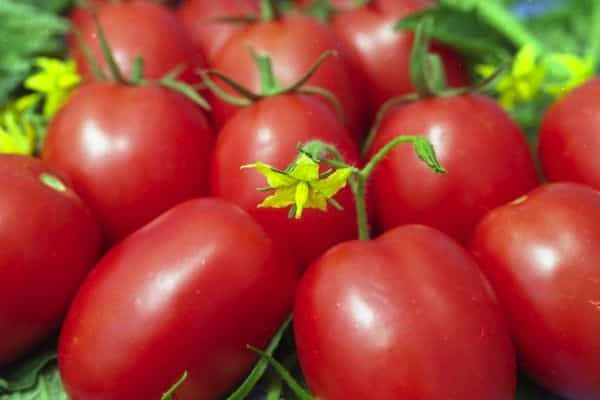 Reife Tomaten