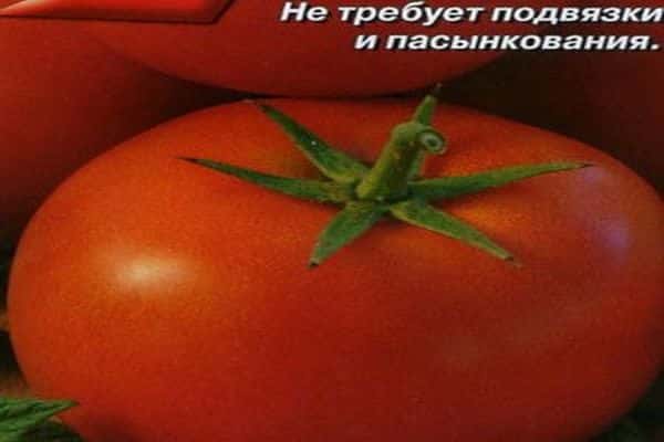 odrůda rajčat