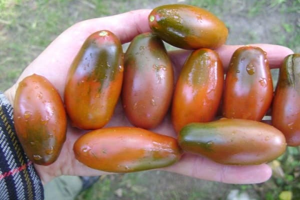 tomàquets crema 