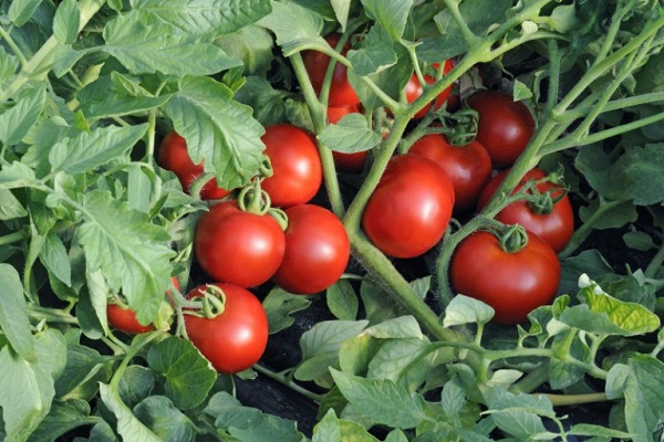 Tomatenstanitsa